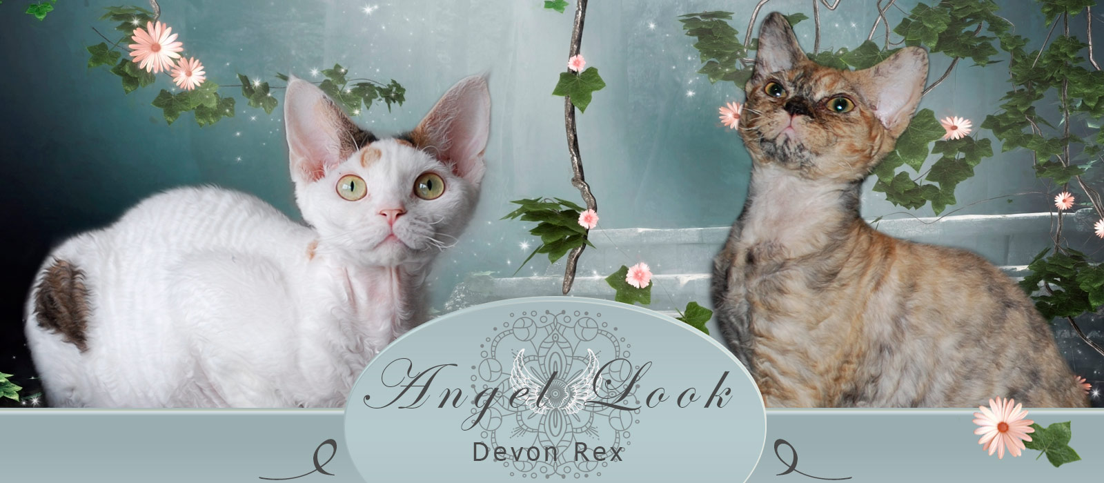 Cattery Angel Look