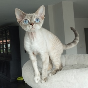naam kat