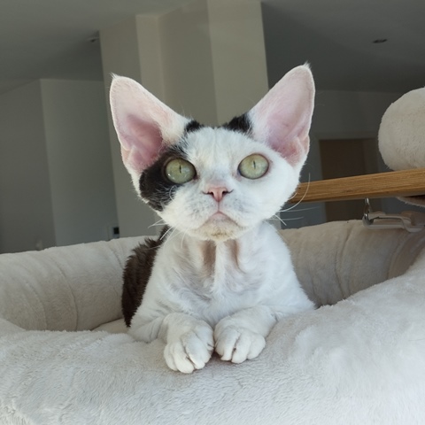 fiona
